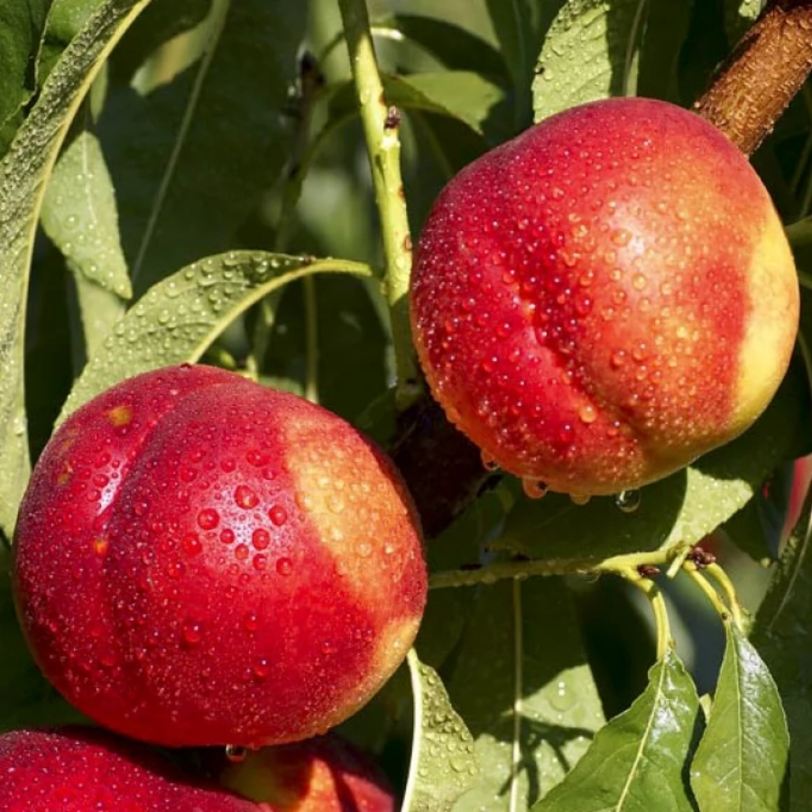 Нектарин Фантазия Нектарин Фантазия - Dolina-Sad.Ru