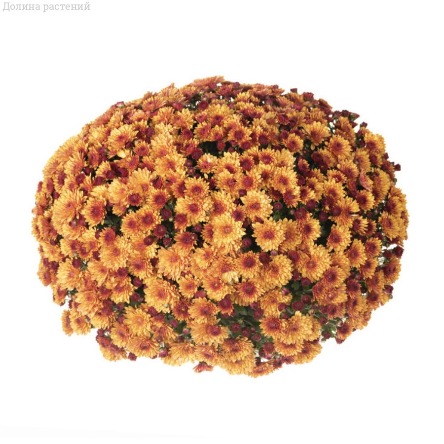 Хризантема мультифлора Инова Ред Хризантема мультифлора Инова Ред - Dolina-Sad.Ru