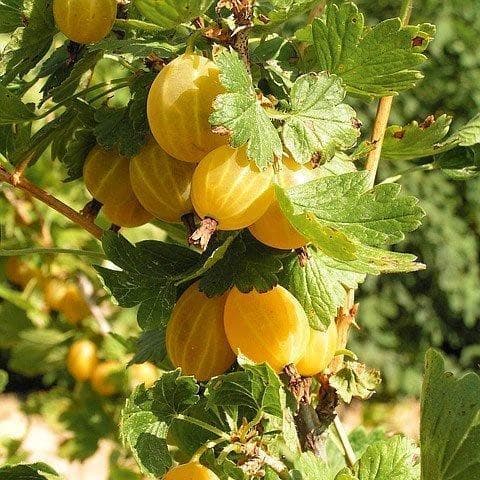Крыжовник Куршу Дзинтарс фото