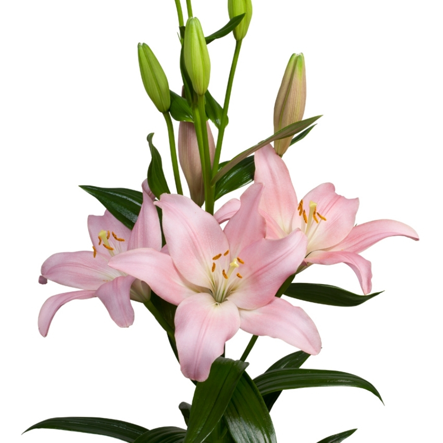 Лилия Лексингтон - Dolina-Sad.Ru