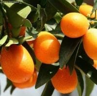 Апельсин Апельсин фото