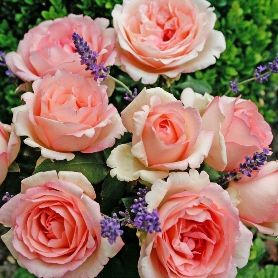 Роза Суиенер де Баден Баден - Dolina-Sad.Ru