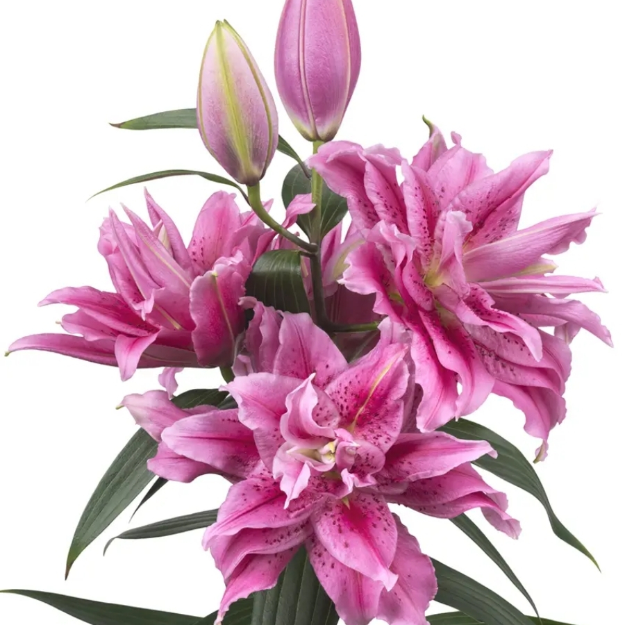 Лилия Роузлили Талисса Лилия Роузлили Талисса - Dolina-Sad.Ru