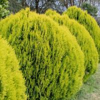 Туя Восточная Ауреа Нана, С3 - Dolina-Sad.Ru