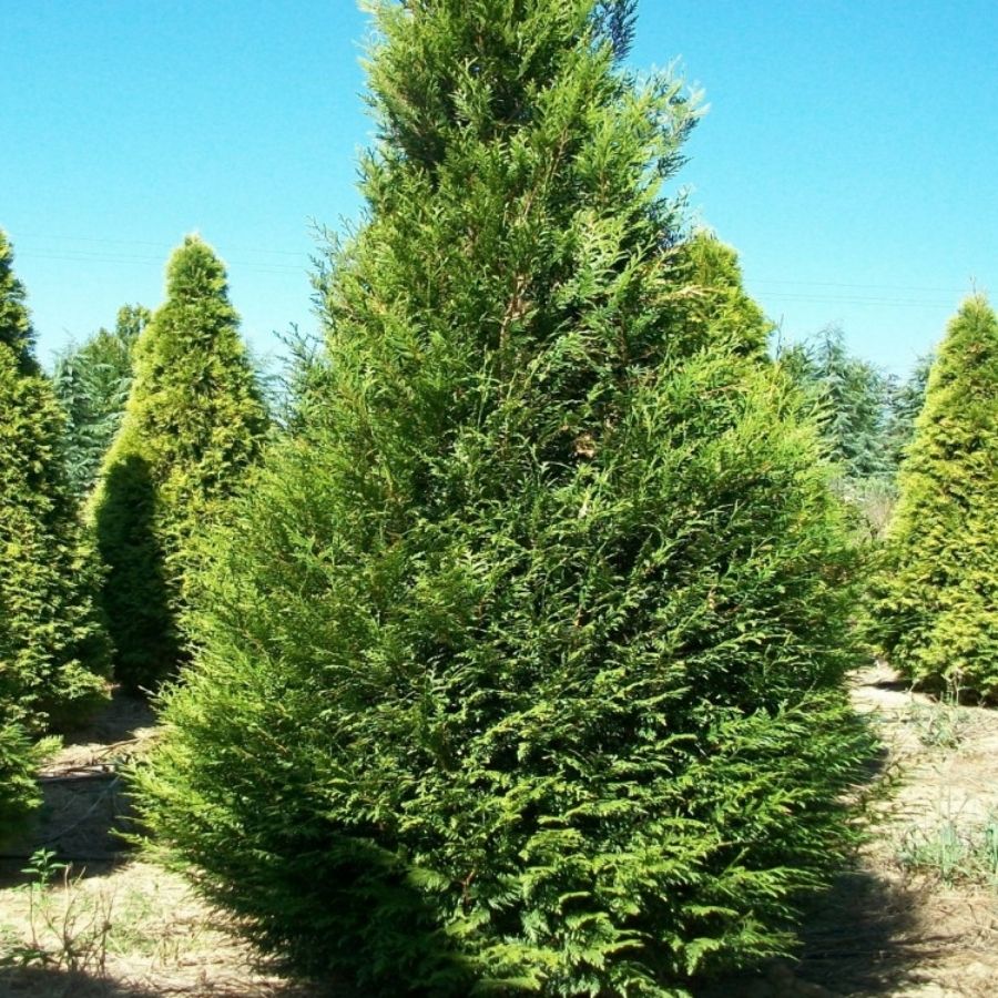 Туя складчатая Атровиренс, С3 - Dolina-Sad.Ru
