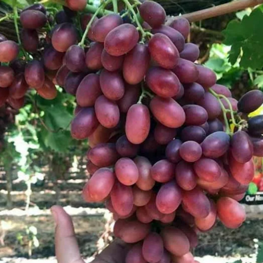 Виноград Кримссон - Dolina-Sad.Ru