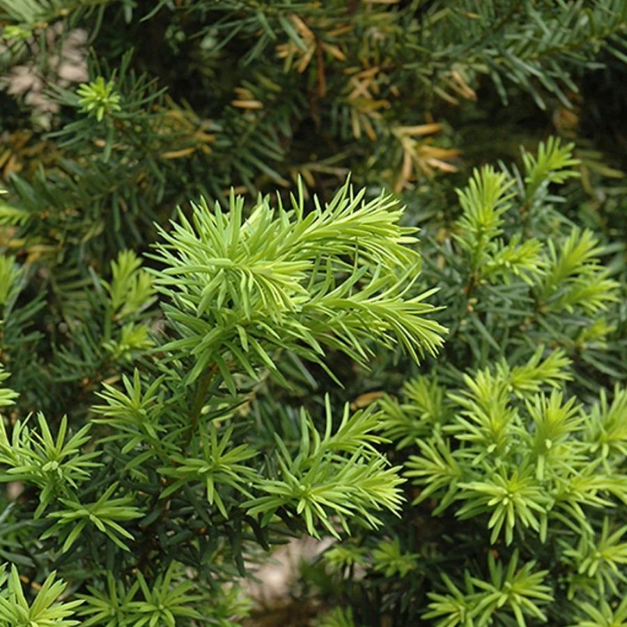 Тиc средний Дензиформис, С3 - Dolina-Sad.Ru