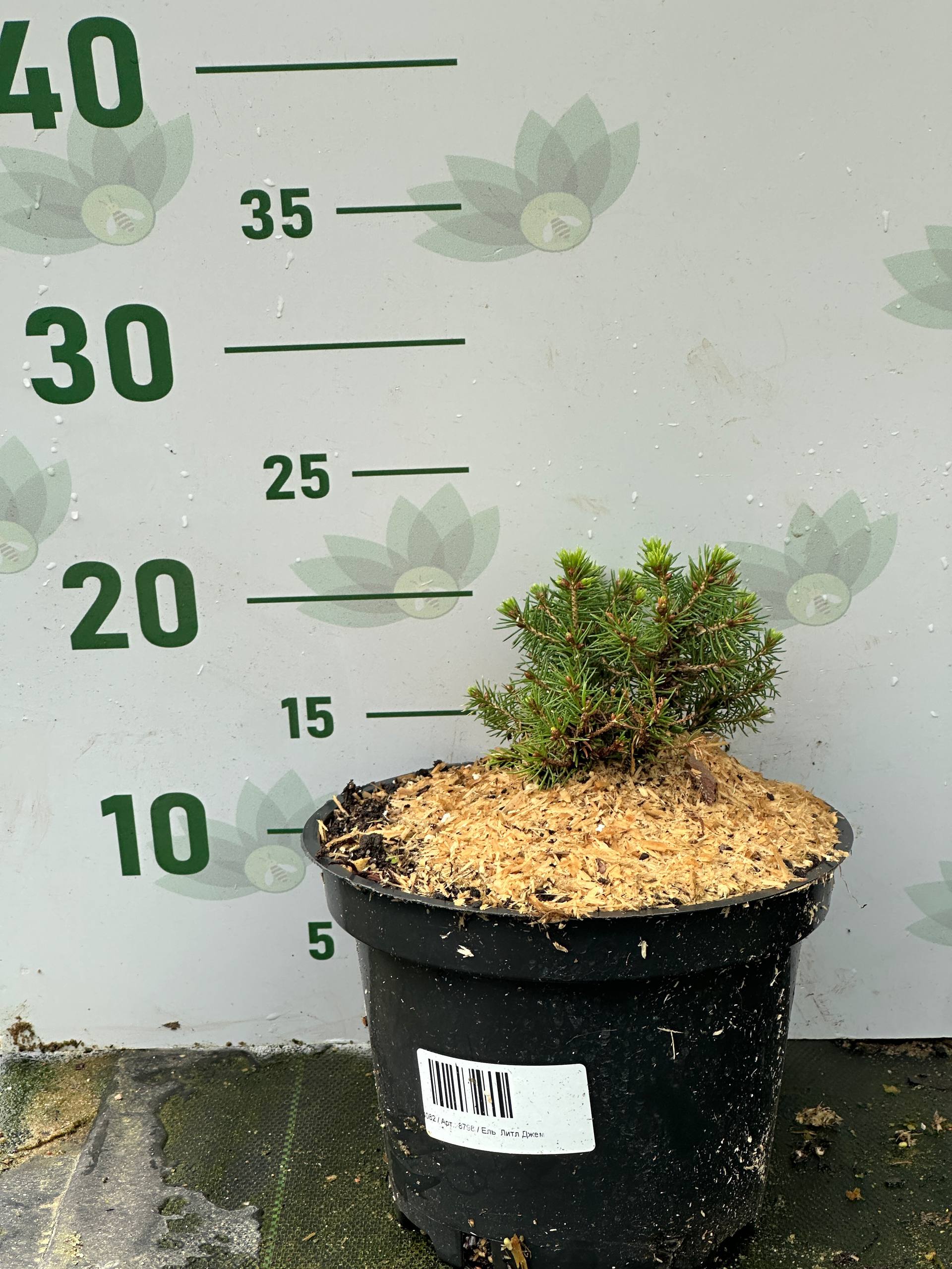 Ель Литл Джем, С2 - Dolina-Sad.Ru