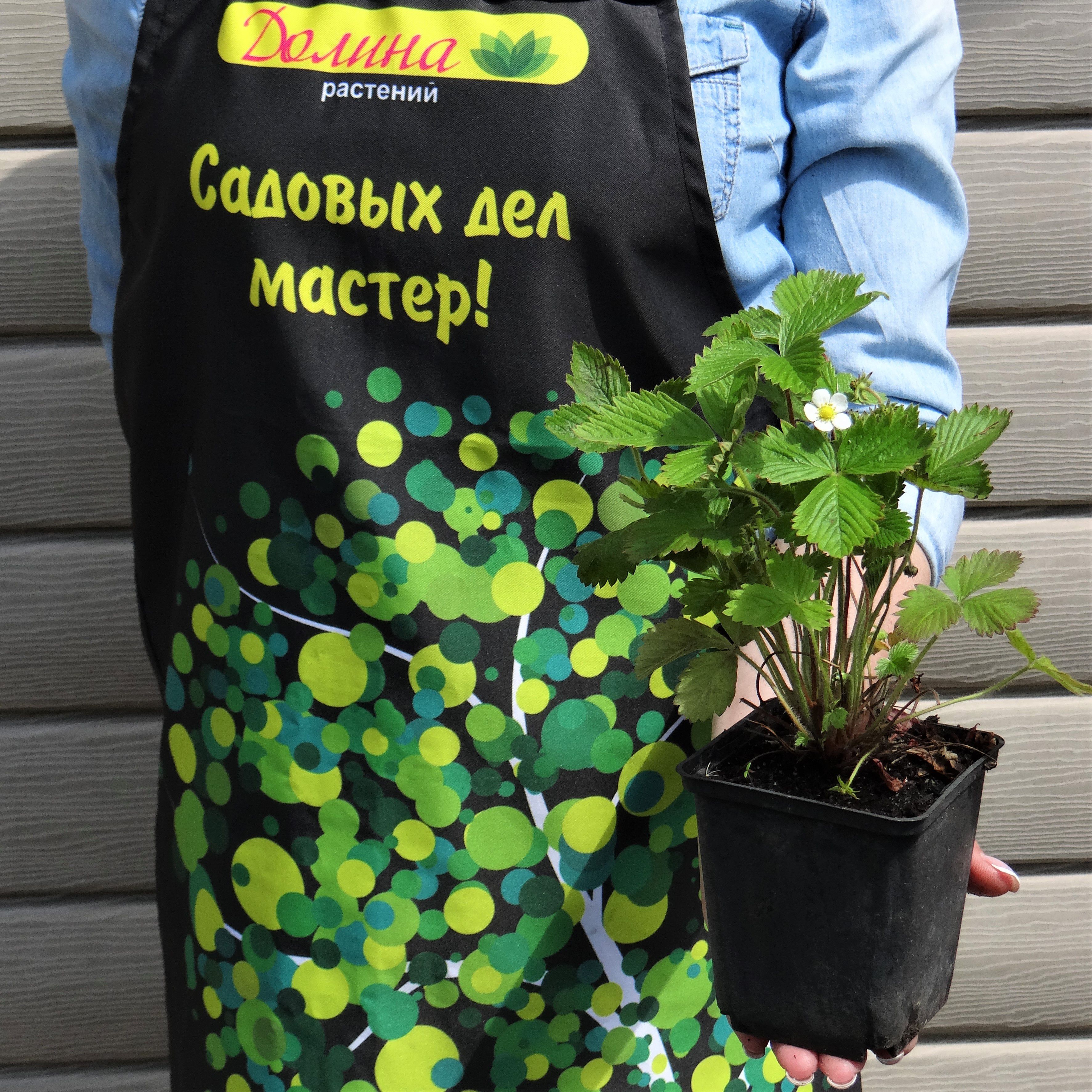 Земляника лесная фото