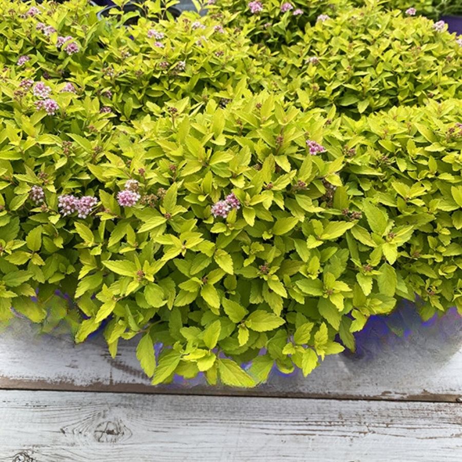 Спирея Зен Спирит Голд, С2 Спирея Зен Спирит Голд, С2 - Dolina-Sad.Ru