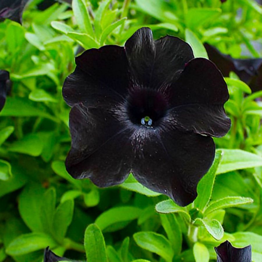 Петуния Патиа Блэк то Блэк - Dolina-Sad.Ru