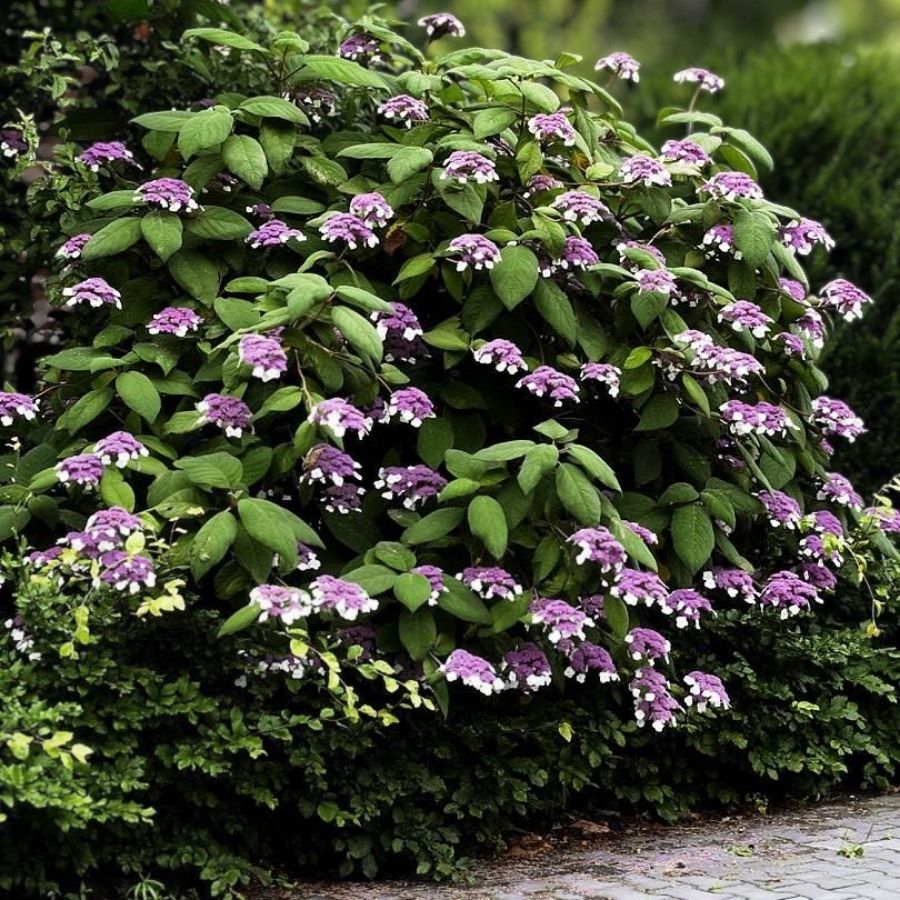 Гортензия шершавая Хот Шоколад, С3 - Dolina-Sad.Ru