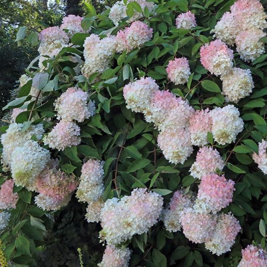 Гортензия метельчатая Грандифлора, С3 - Dolina-Sad.Ru