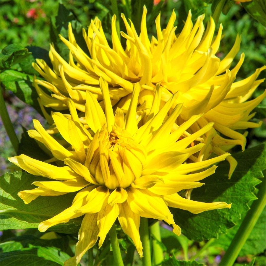 Георгина Еллоу Стар Георгина Еллоу Стар - Dolina-Sad.Ru