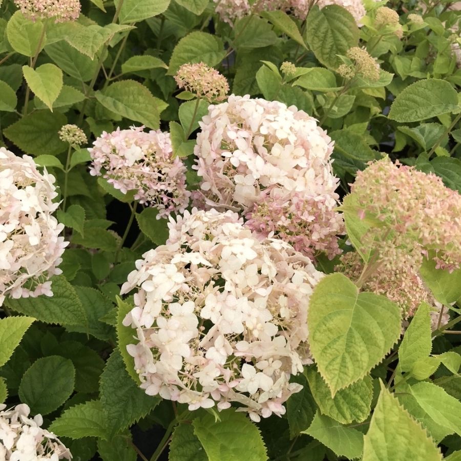 Гортензия древовидная Кэндибэль Маршмеллоу, С2 - Dolina-Sad.Ru