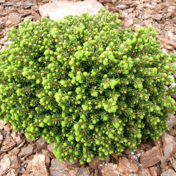 Ель Литл Джем, С2 - Dolina-Sad.Ru