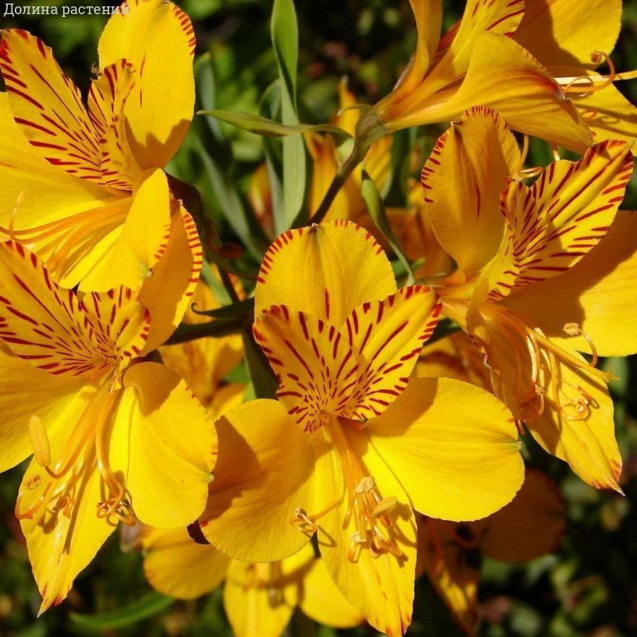 Альстромерия Глори оф зе Андес Альстромерия Глори оф зе Андес - Dolina-Sad.Ru