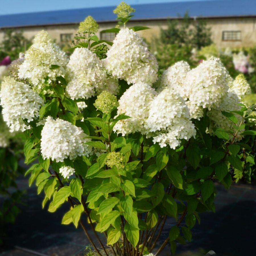 Гортензия метельчатая Селекшн, С3 Гортензия метельчатая Селекшн, С3 - Dolina-Sad.Ru