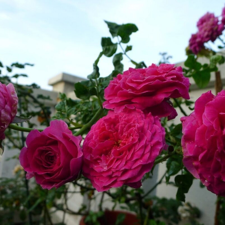 Роза Кейт - Dolina-Sad.Ru