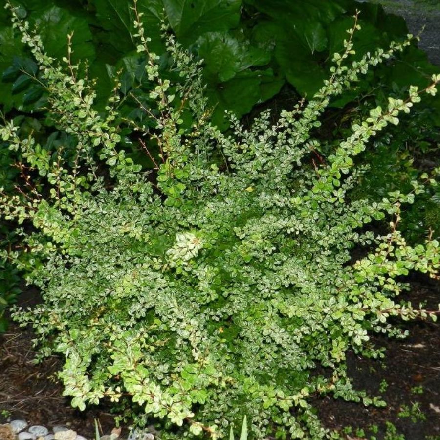 Барбарис Тунберга Келлерис, С3 - Dolina-Sad.Ru