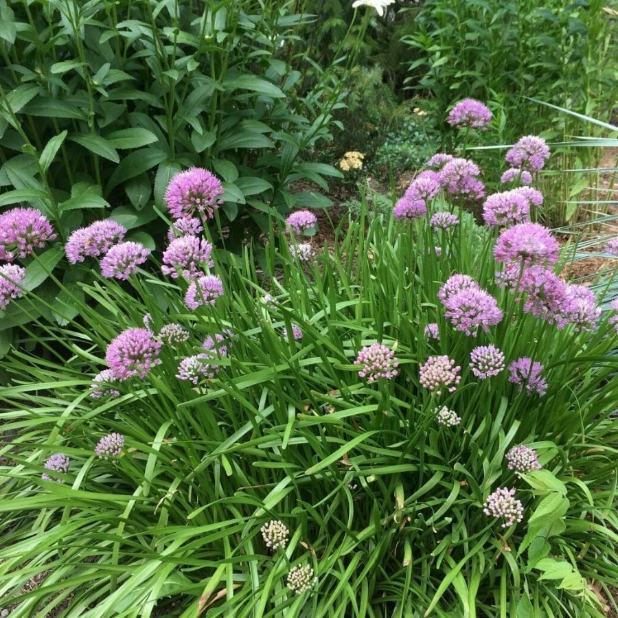 Аллиум сизый Саммер Бьюти Аллиум сизый Саммер Бьюти - Dolina-Sad.Ru