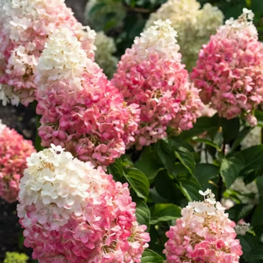 Гортензия метельчатая Ангел Блаш Гортензия метельчатая Ангел Блаш - Dolina-Sad.Ru