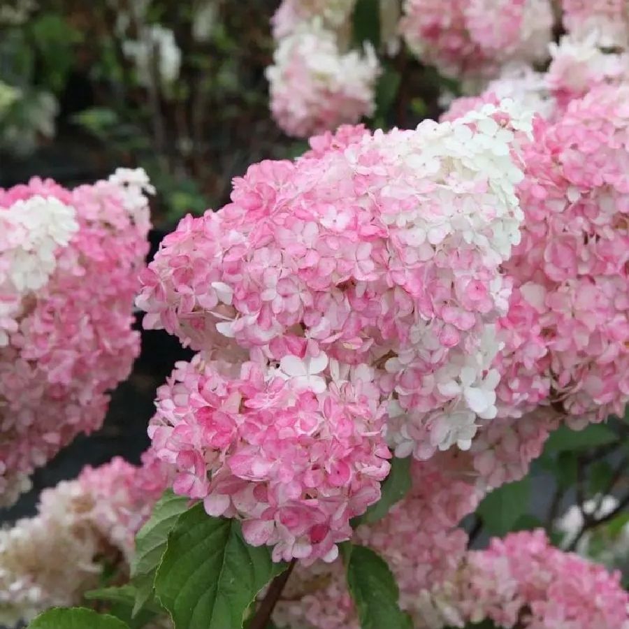 Гортензия метельчатая Ванилла Фрейз, С3 Гортензия метельчатая Ванилла Фрейз, С3 - Dolina-Sad.Ru