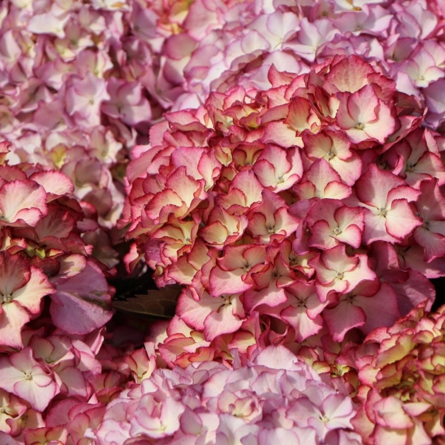 Гортензия крупнолистная Адула Гортензия крупнолистная Адула - Dolina-Sad.Ru