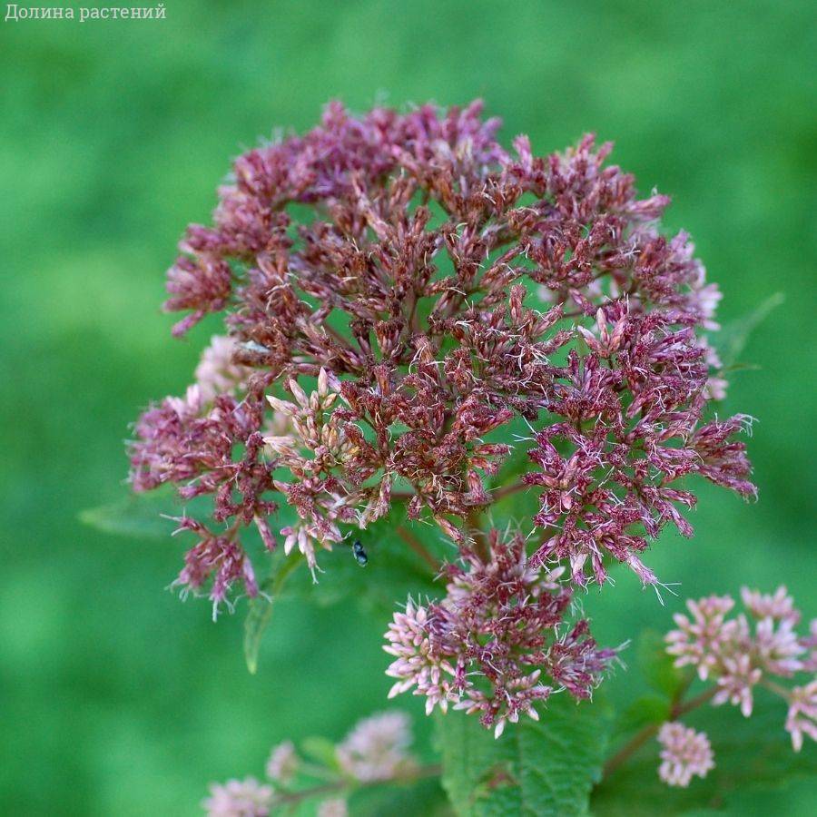 Посконник Литл Джо Посконник Литл Джо - Dolina-Sad.Ru