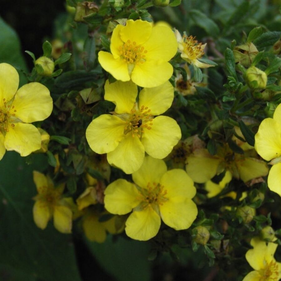 Лапчатка кустарниковая Лонгакр, С3 Лапчатка кустарниковая Лонгакр, С3 - Dolina-Sad.Ru