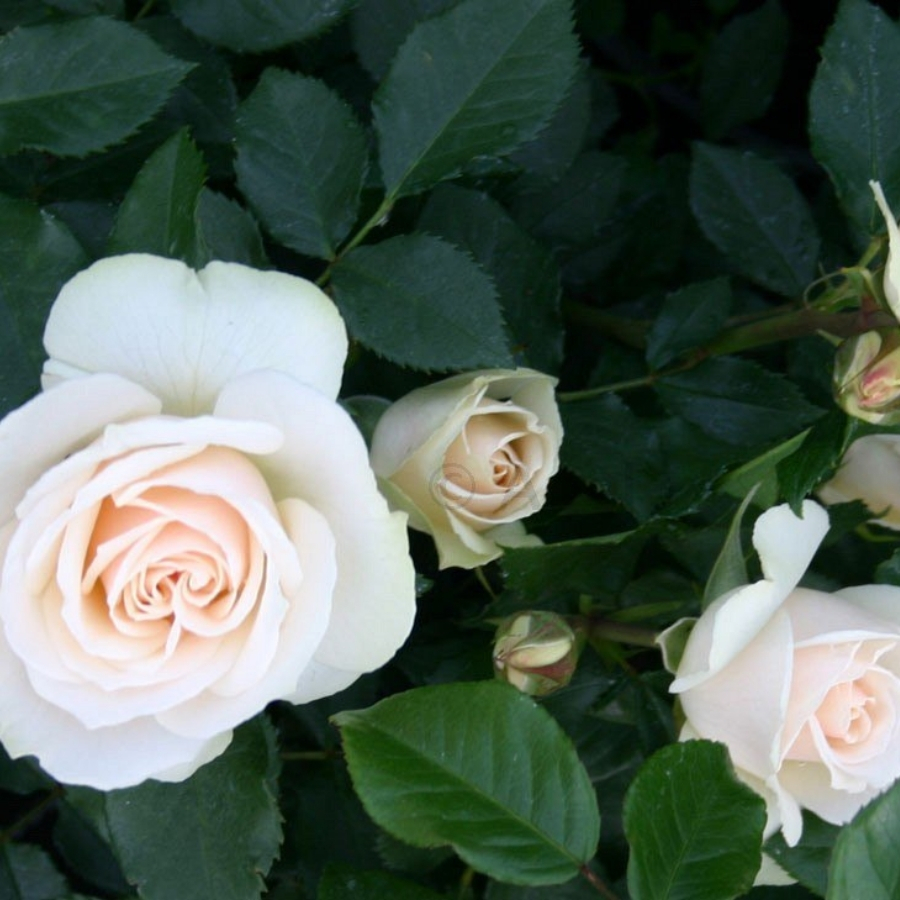 Роза штамбовая Скарлет/Эдельвейс - Dolina-Sad.Ru