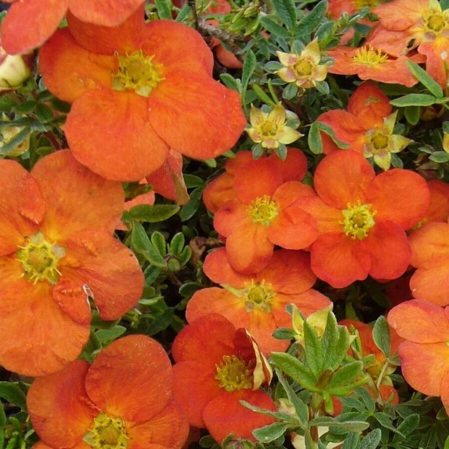 Лапчатка кустарниковая Танжерин, С3 Лапчатка кустарниковая Танжерин, С3 - Dolina-Sad.Ru