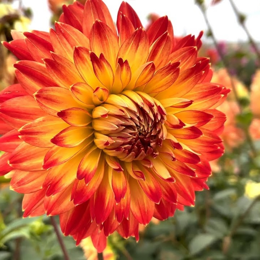 Георгина Процион - Dolina-Sad.Ru