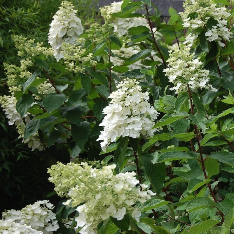 Гортензия метельчатая Киушу, С3 - Dolina-Sad.Ru