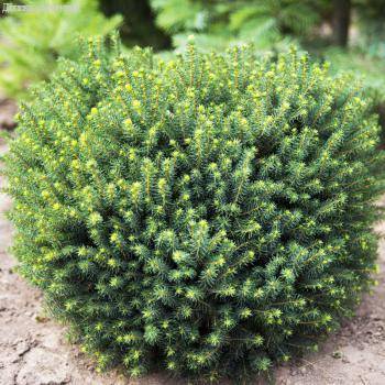 Ель сербская Карел, С2 - Dolina-Sad.Ru