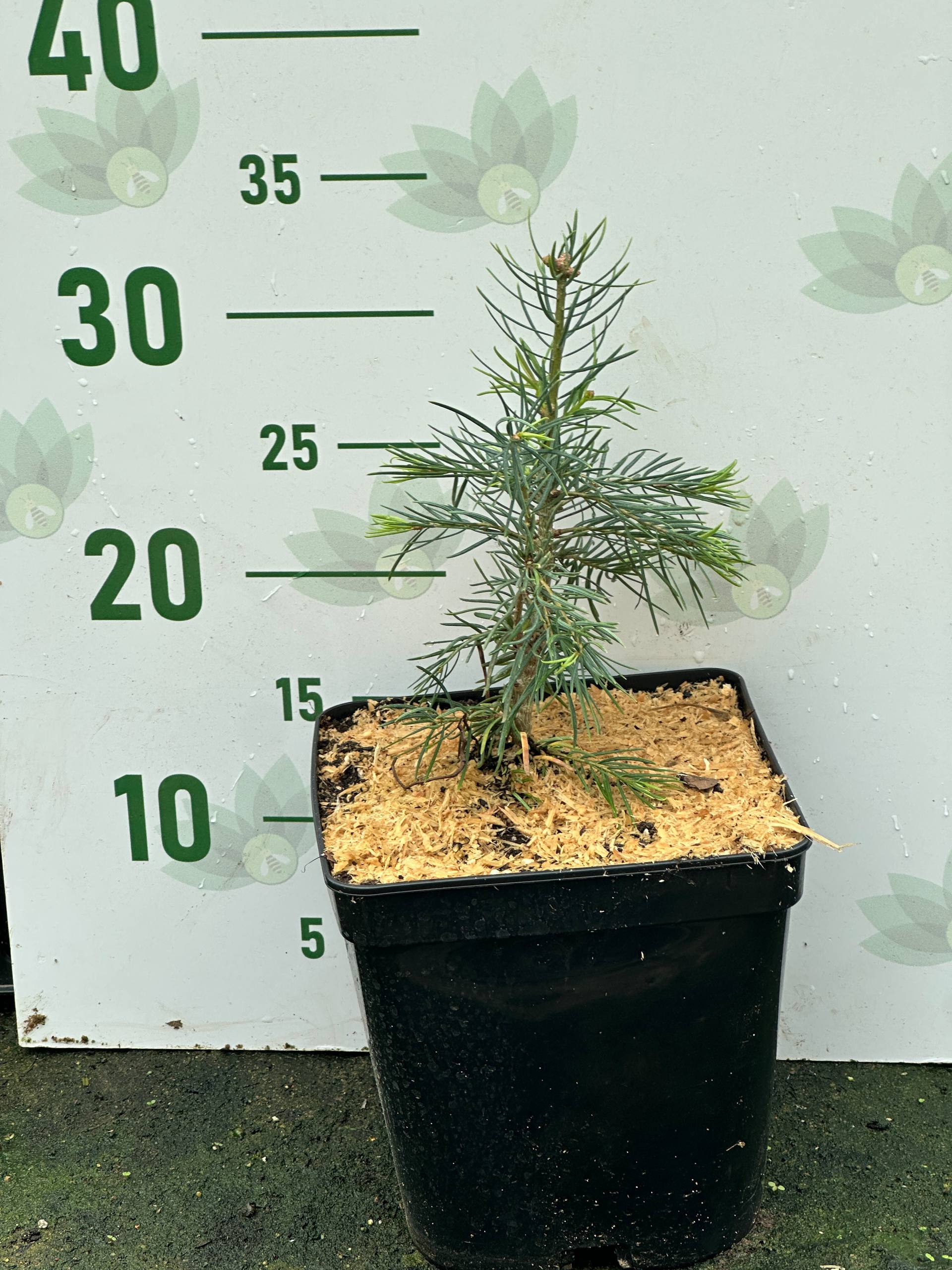 Пихта одноцветная, С3 - Dolina-Sad.Ru