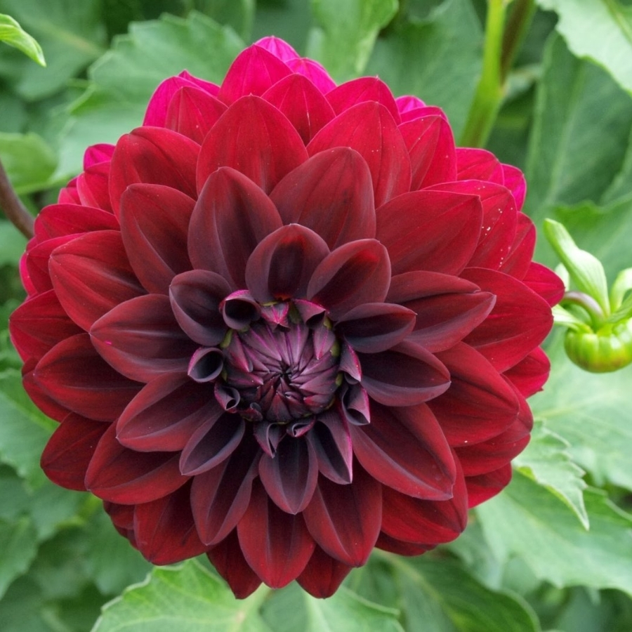 Георгина Вуду Георгина Вуду - Dolina-Sad.Ru