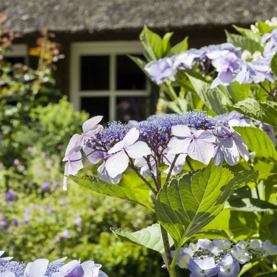 Гортензия пильчатая Морнинг Глори, С3 Гортензия пильчатая Морнинг Глори, С3 - Dolina-Sad.Ru