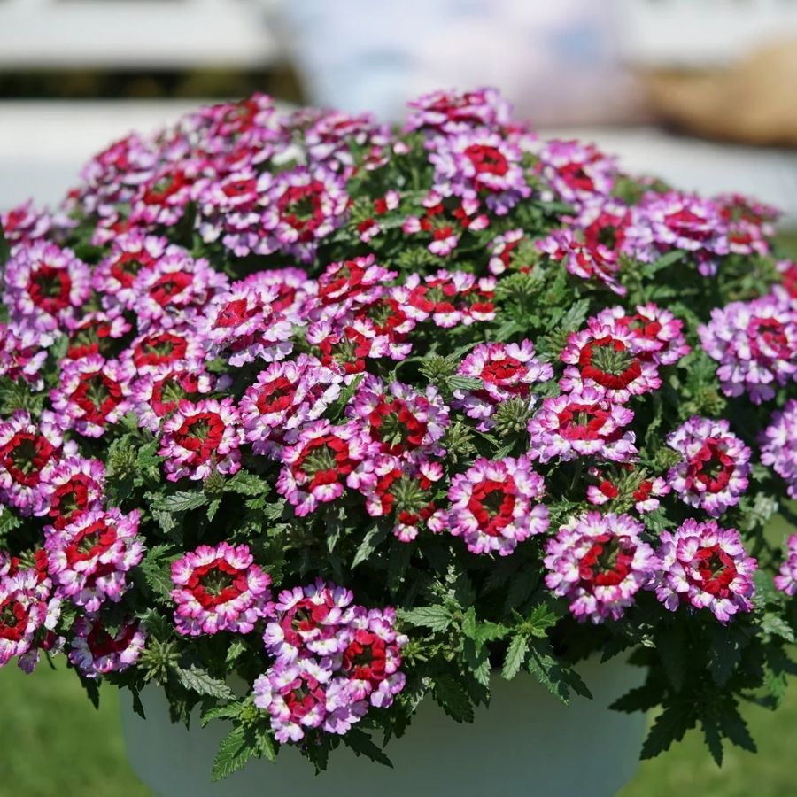 Вербена Дримс Пурпл Ред - Dolina-Sad.Ru