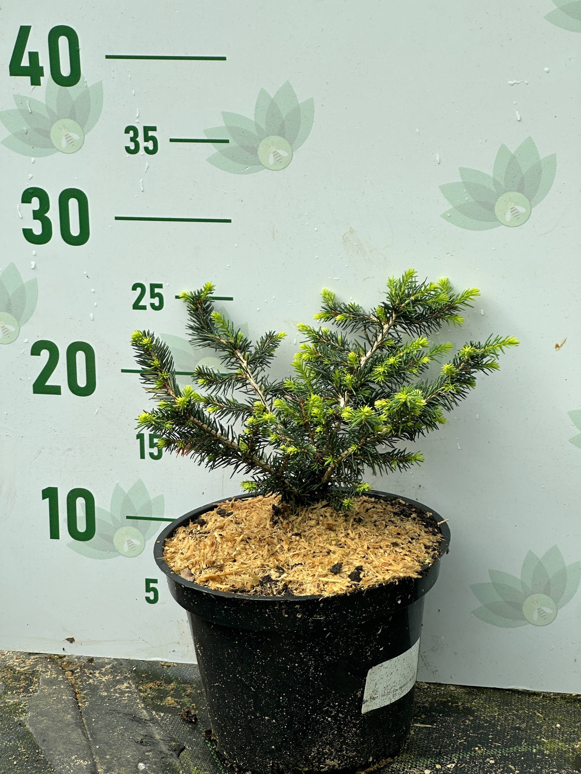 Ель сербская Карел, С2 - Dolina-Sad.Ru