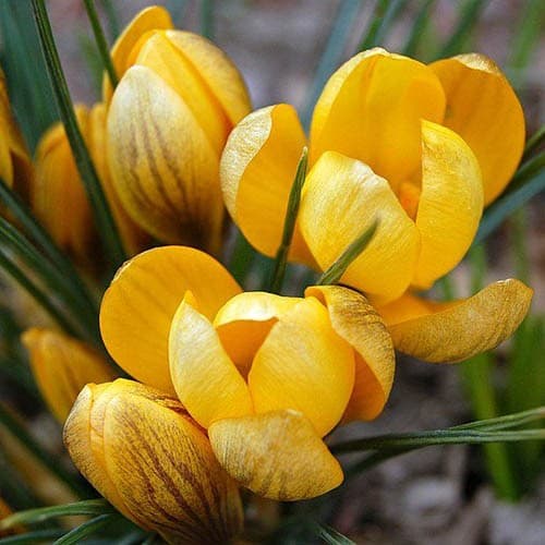 Крокус Дороти фото