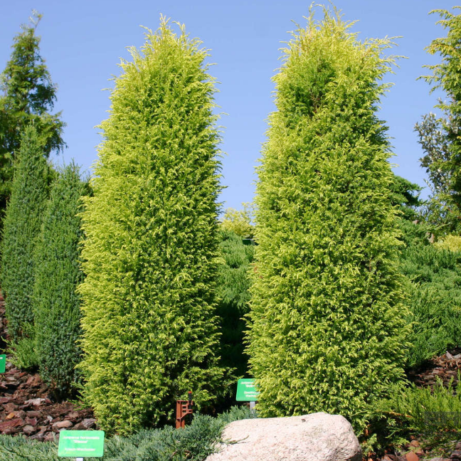 Можжевельник обыкновенный Голд Кон, С3 - Dolina-Sad.Ru