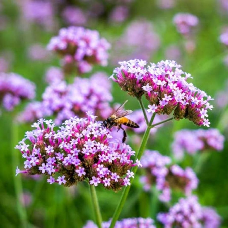 Вербена бонарская Лоллипоп - Dolina-Sad.Ru