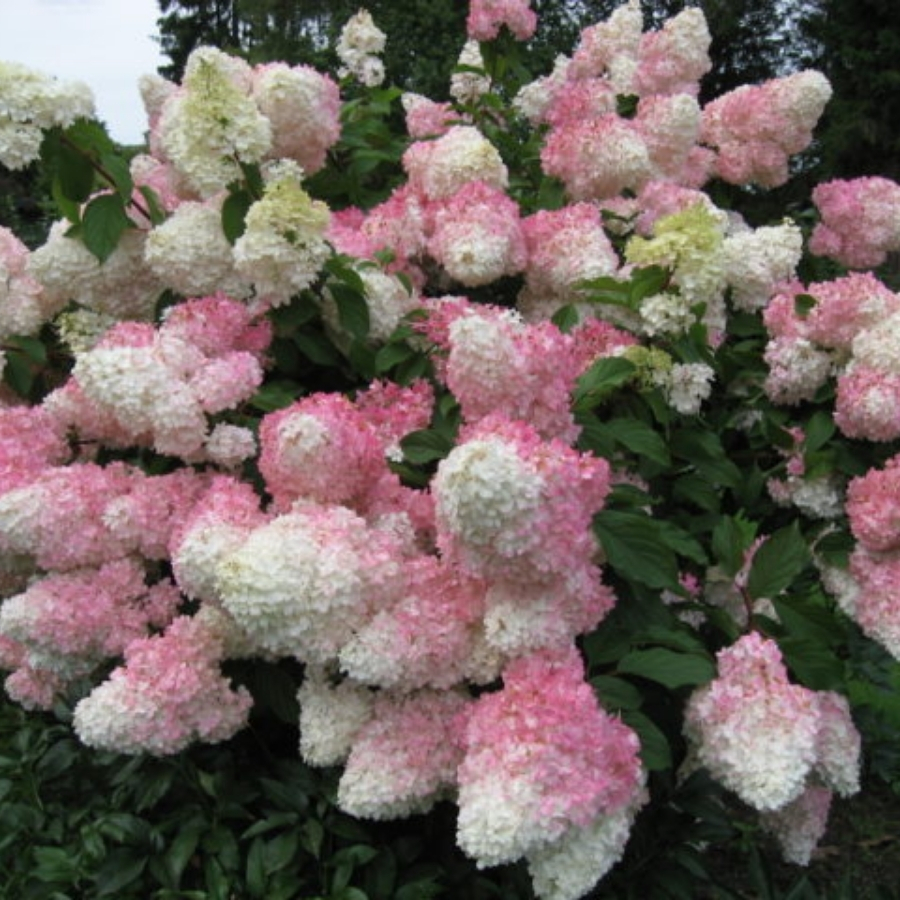Гортензия метельчатая Ангел Блаш Гортензия метельчатая Ангел Блаш - Dolina-Sad.Ru