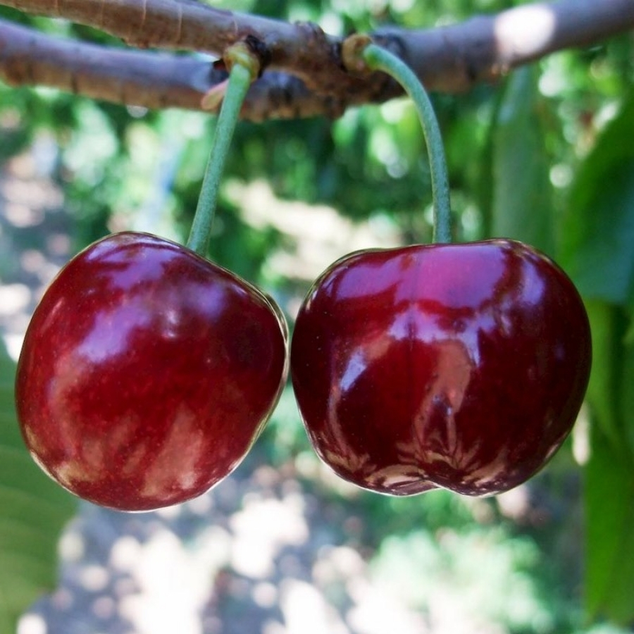 Черешня Бурлат - Dolina-Sad.Ru