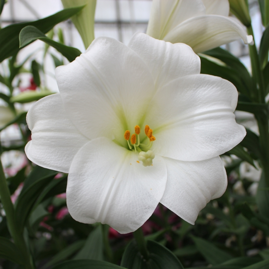 Лилия Вотч Ап Лилия Вотч Ап - Dolina-Sad.Ru