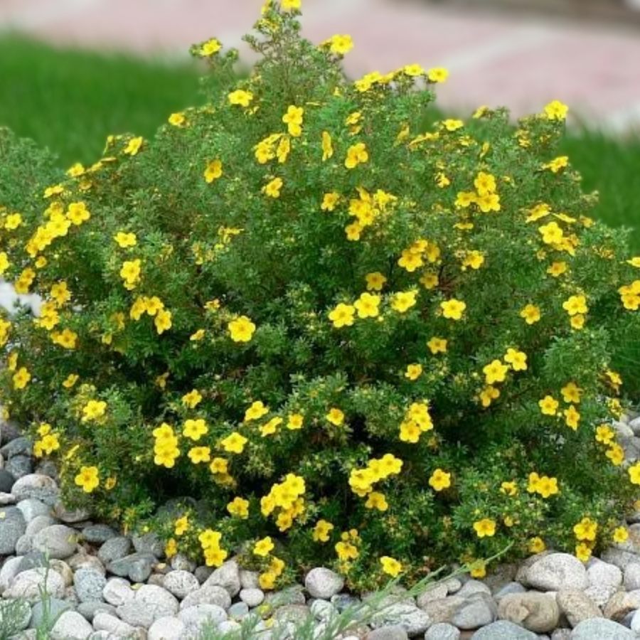 Лапчатка кустарниковая Лонгакр, С3 Лапчатка кустарниковая Лонгакр, С3 - Dolina-Sad.Ru