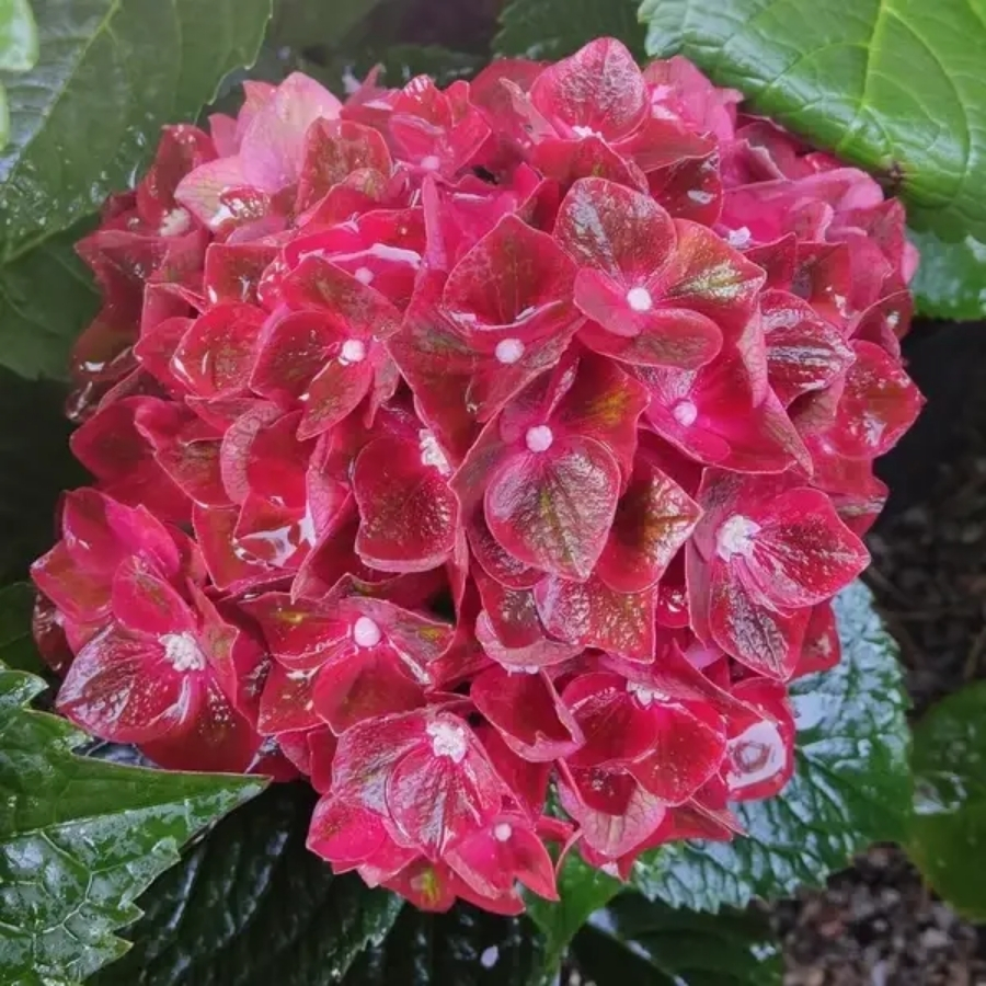 Гортензия крупнолистная Ребелион Чоко Лав Гортензия крупнолистная Ребелион Чоко Лав - Dolina-Sad.Ru