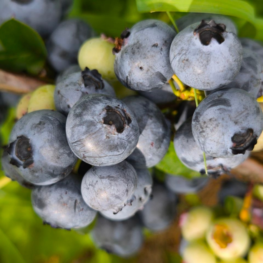 Голубика Чандлер - Dolina-Sad.Ru