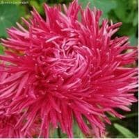 Астра Краллен Камео темно-роз., коготковая фото